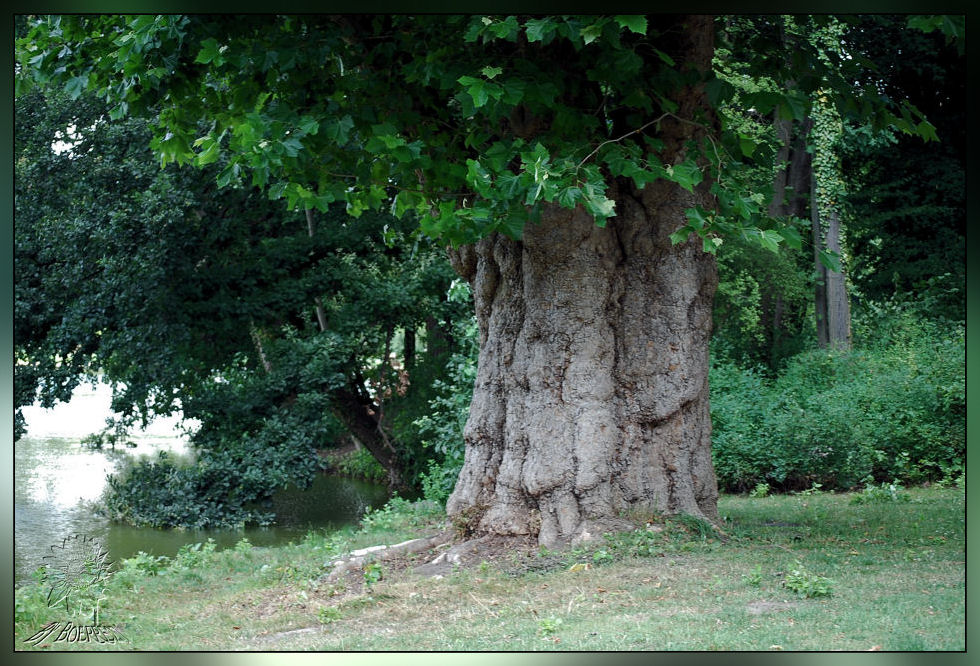 Dieser Baum hat bestimmt schon viel erlebt.