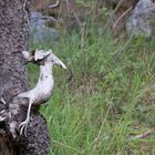 Dieser Baum hat einen Vogel