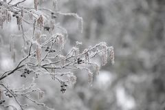 Dieser Baum hat nur im Winter Stacheln und auch nur bei bestimmtem Wetter!