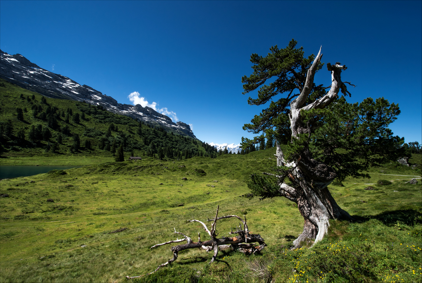 Dieser Baum hat schon einiges erlebt / 3