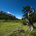 Dieser Baum hat schon einiges erlebt / 3