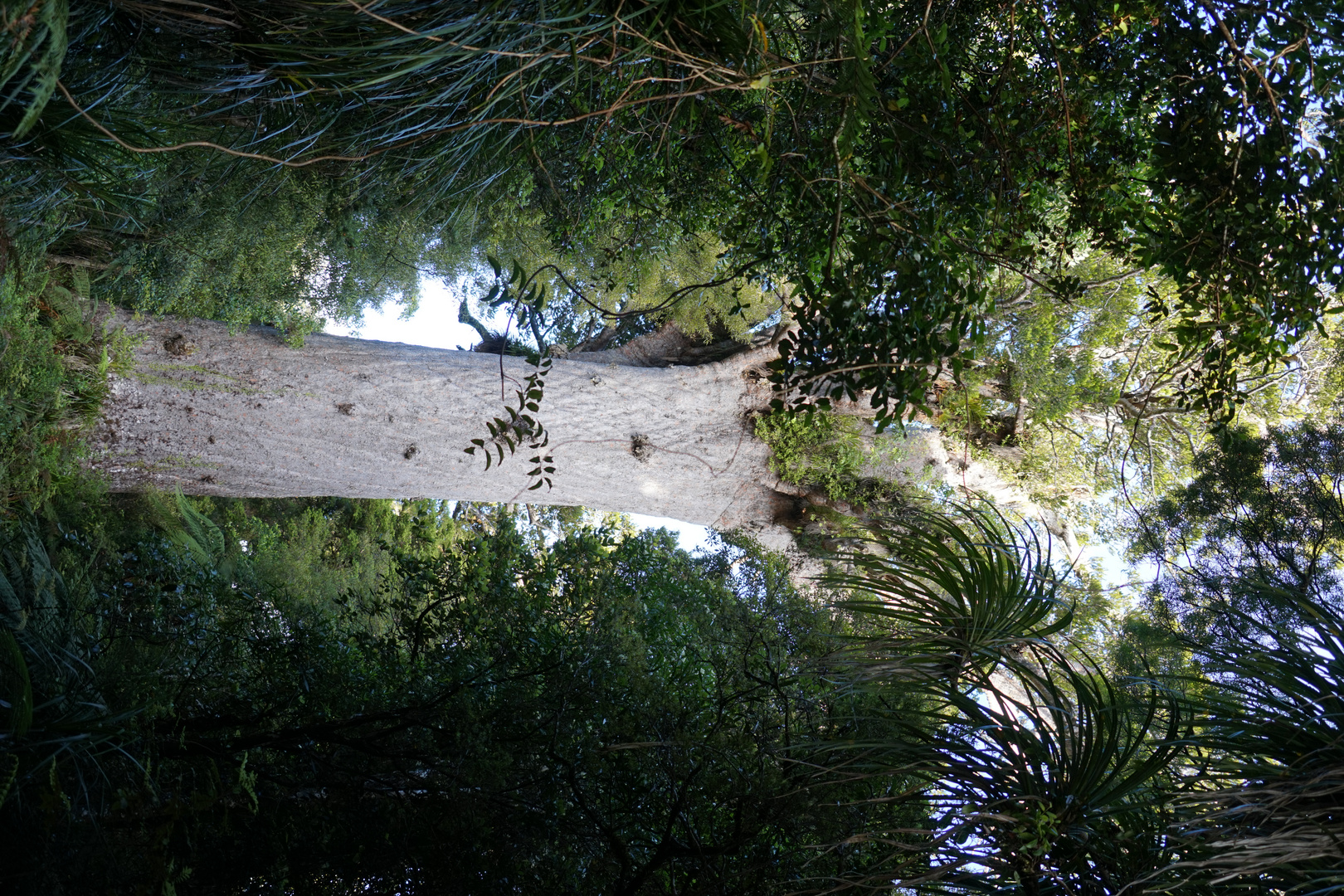 Dieser Baum ist älter als die ganze Katholische Kirche ...