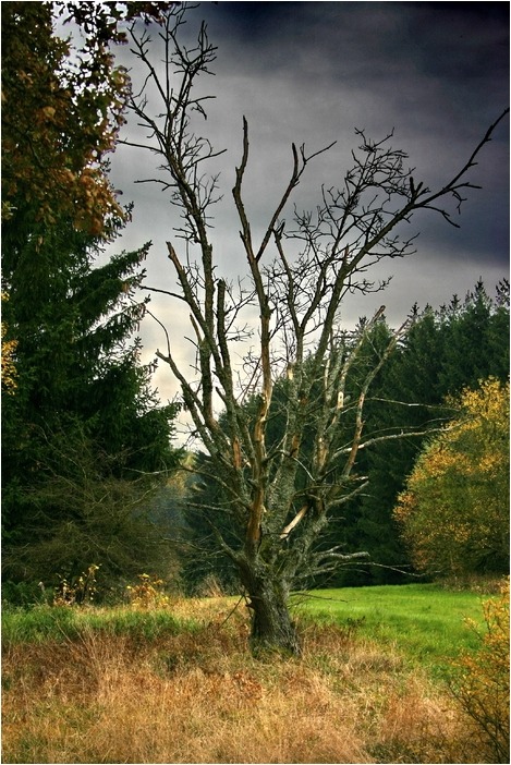 Dieser Baum ist tot...