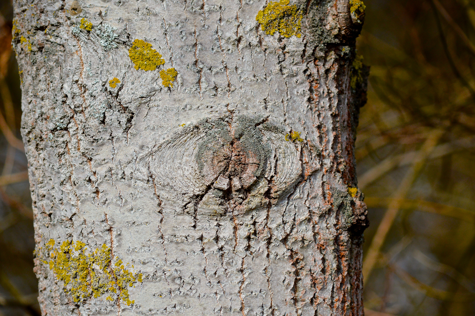 dieser Baum sieht alles..