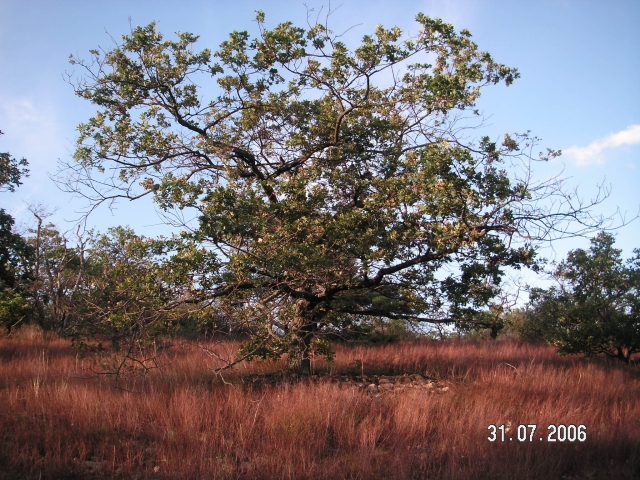 Dieser Baum steht tatsächlich in der Rheinhessischen Schweiz