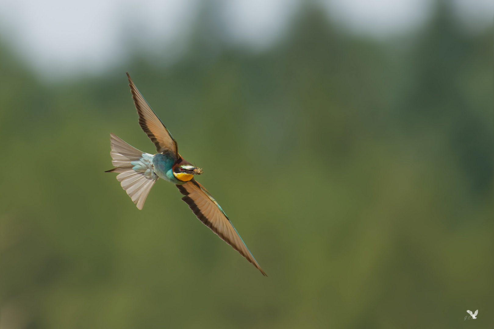 Dieser Bienenfresser (Merops apiaster) ...