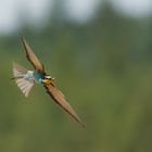 Dieser Bienenfresser (Merops apiaster) ...