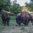 Dieser Bison Bulle dominiert die Herde