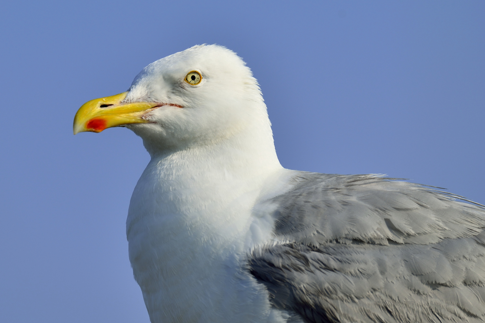 Dieser Blick..