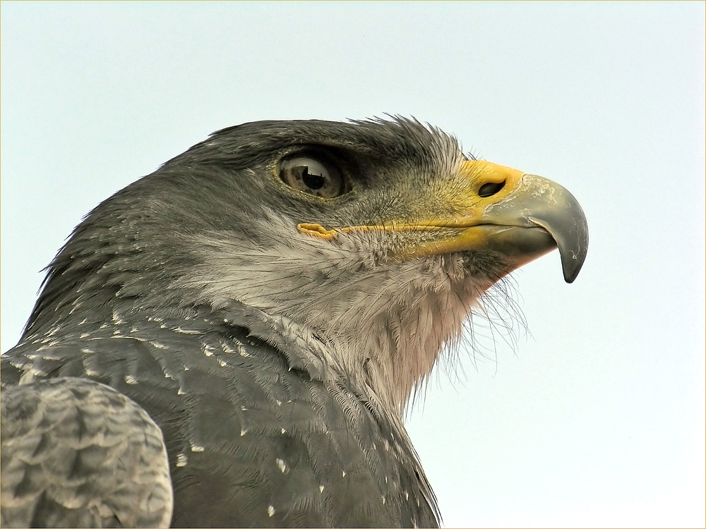 Dieser Blick -