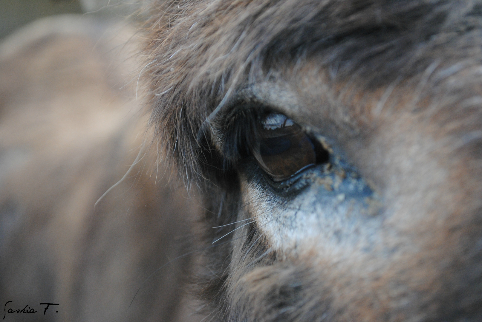 Dieser Blick....