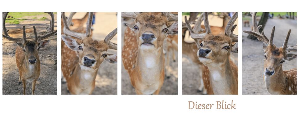 Dieser Blick