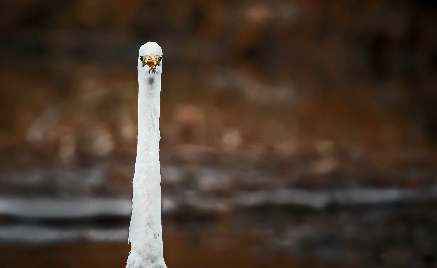 ".... dieser Blick .... dieser Blick" (ISO 3200)