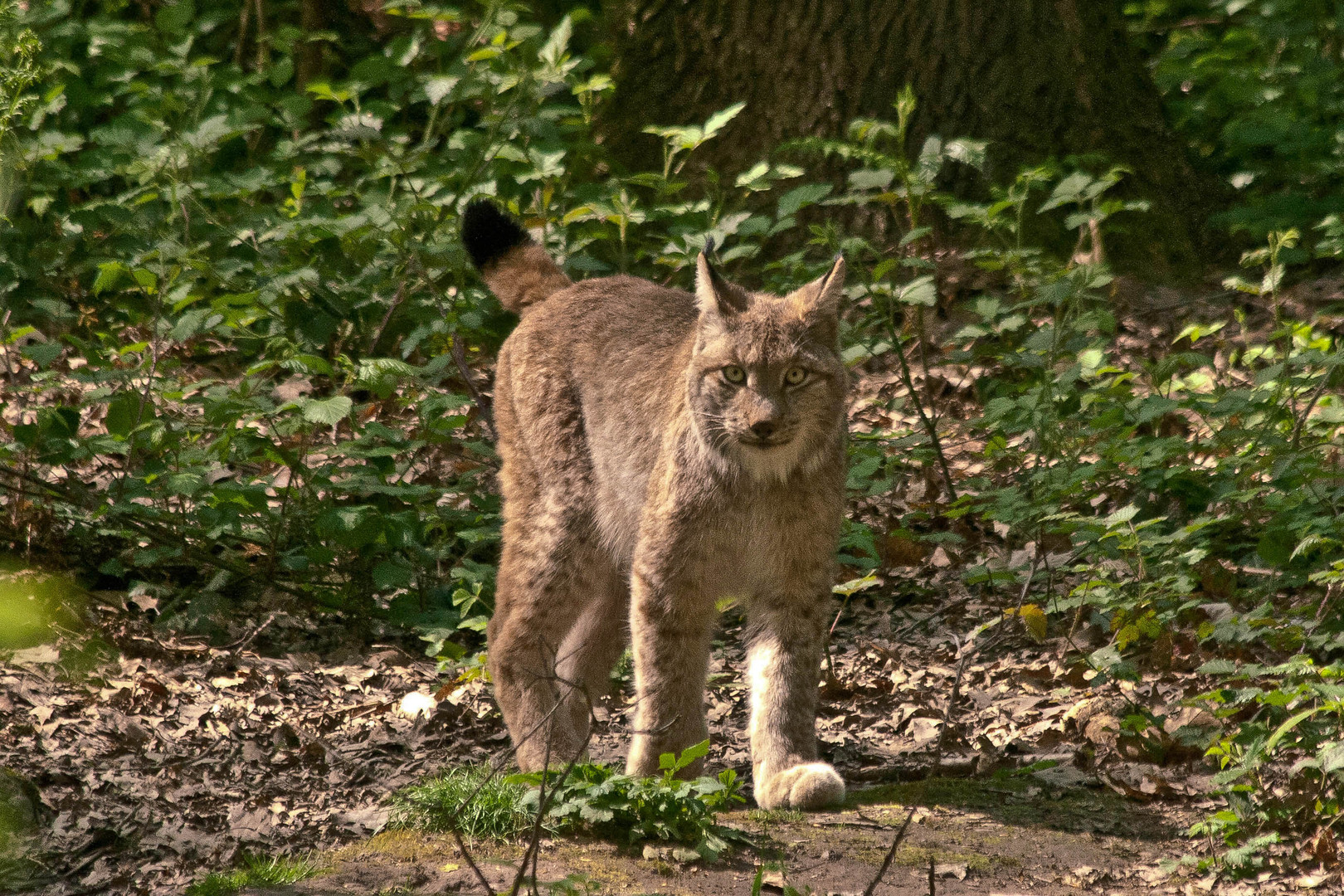 Dieser Blick! Er ließ uns nicht aus den Augen!