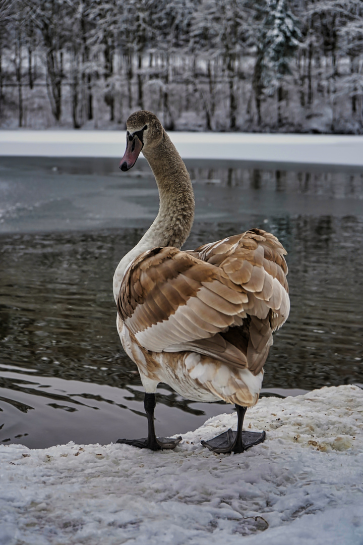 dieser Blick wieder.....