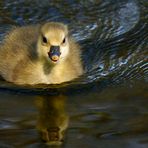 "Dieser Blick .... zum Weichwerden"