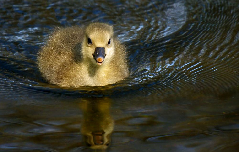 "Dieser Blick .... zum Weichwerden"