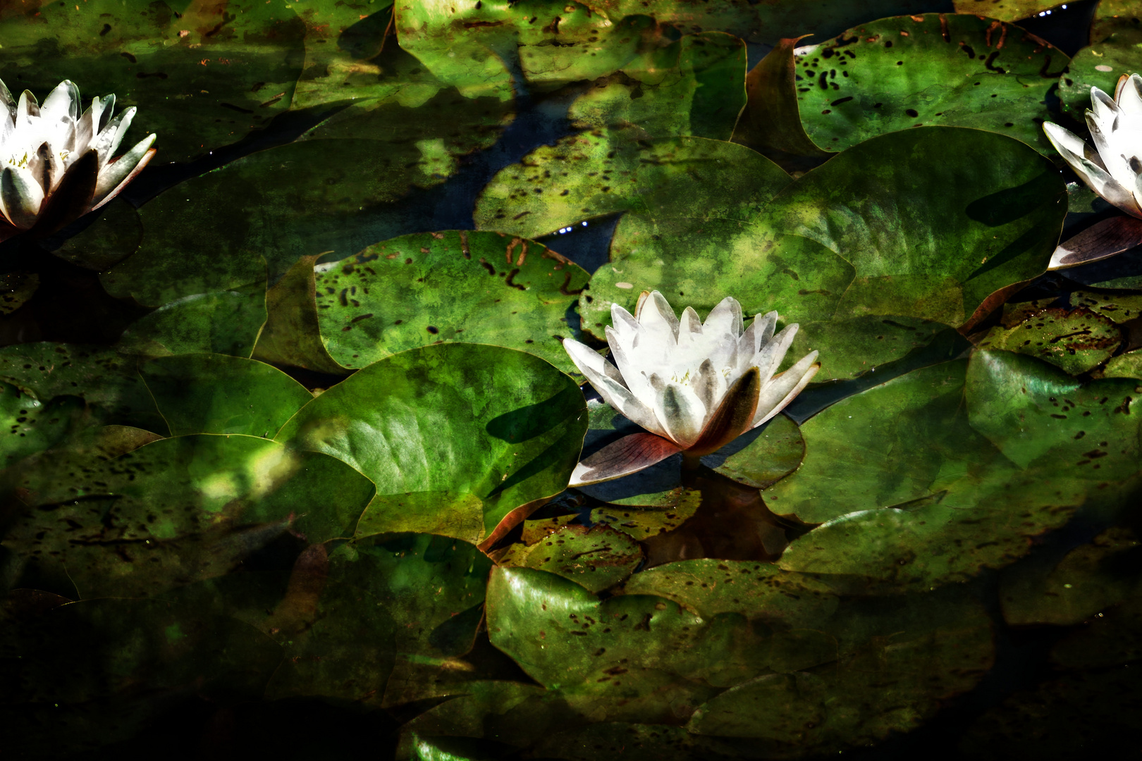 Dieser Blickfang am Teich beschenkt uns ganz reich