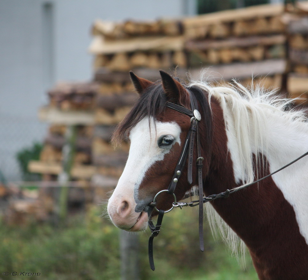 Dieser Blick...........zum dahin schmelzen !!