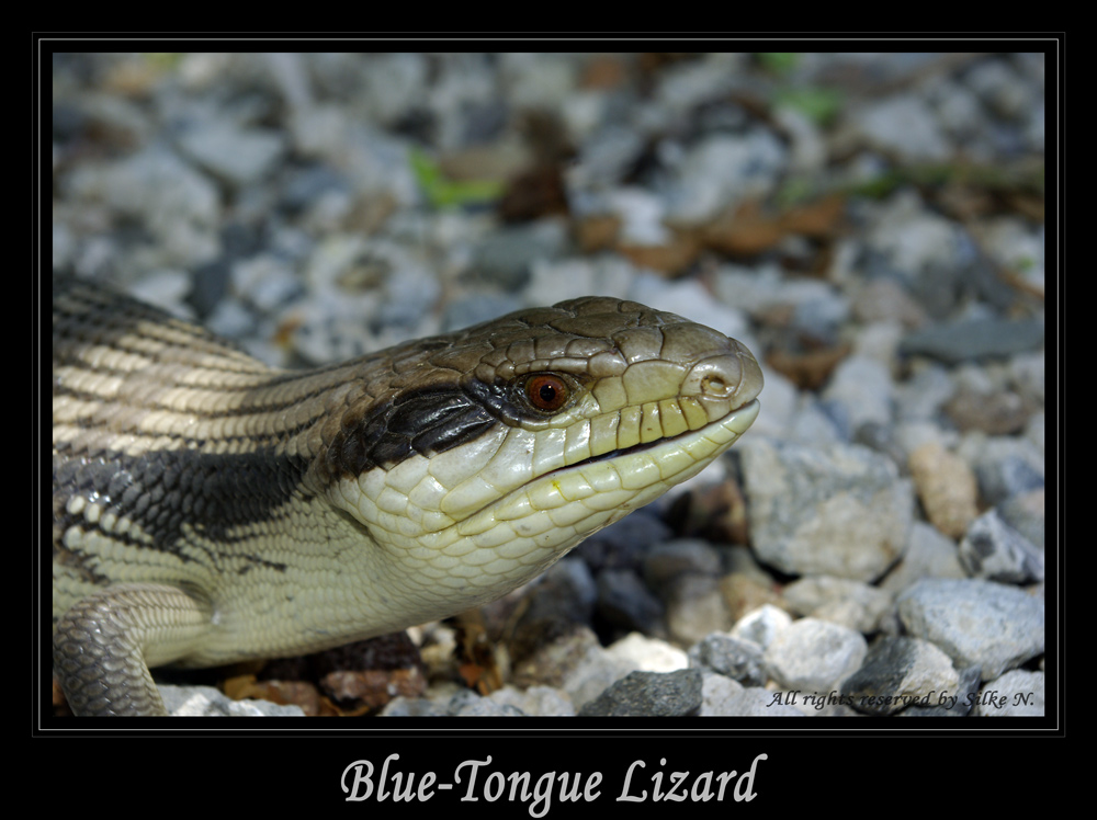 Dieser Blue Tongue Lizard...