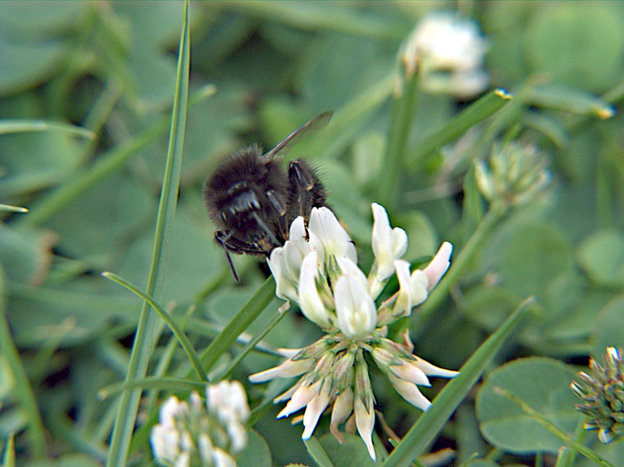 Dieser Blumennektar schmeckt unwiederstehlich