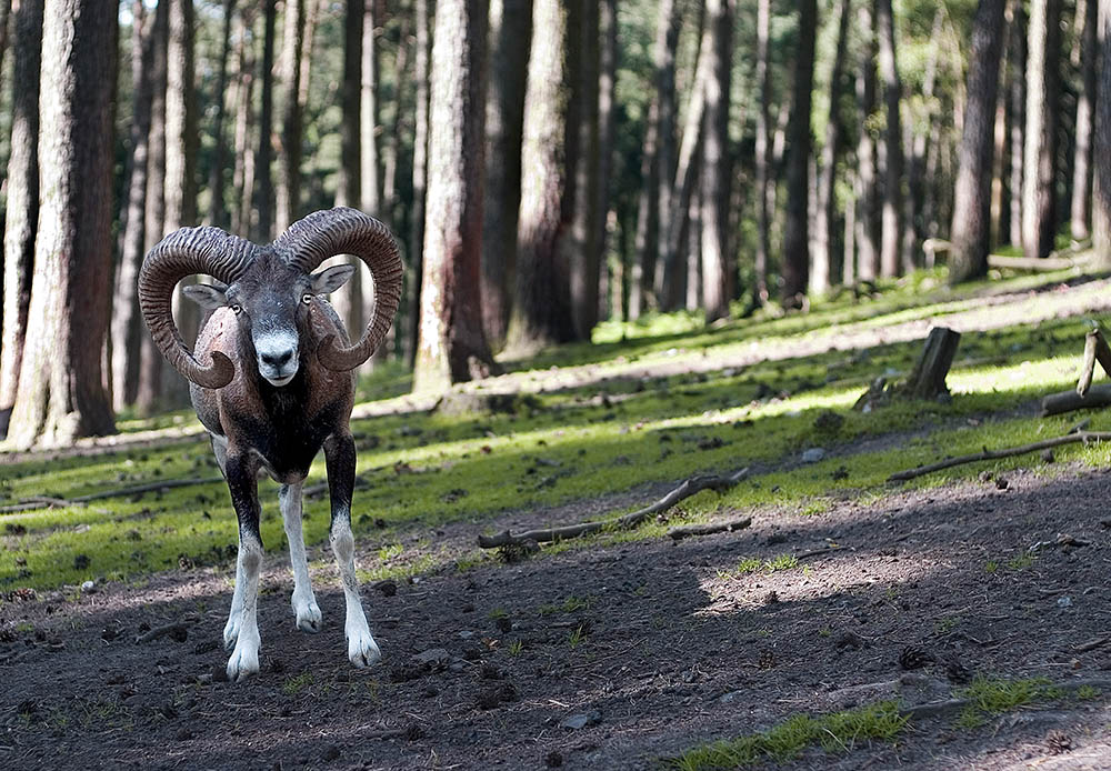 Dieser Bock steht schief!