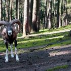 Dieser Bock steht schief!