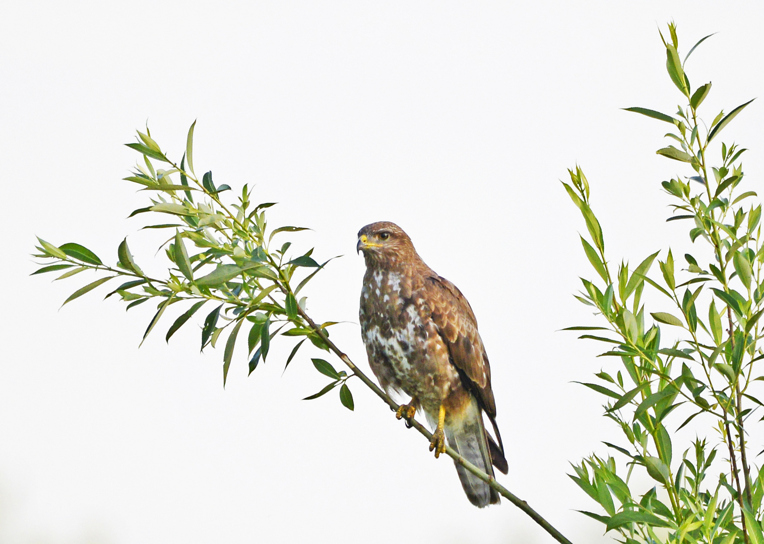 Dieser Bussard hat alles im Blick was in seinem Revier an Futter zu finden ist