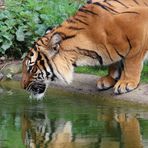 "Dieser Durst ..." - Tigerin beim Trinken im Zoo Dortmund