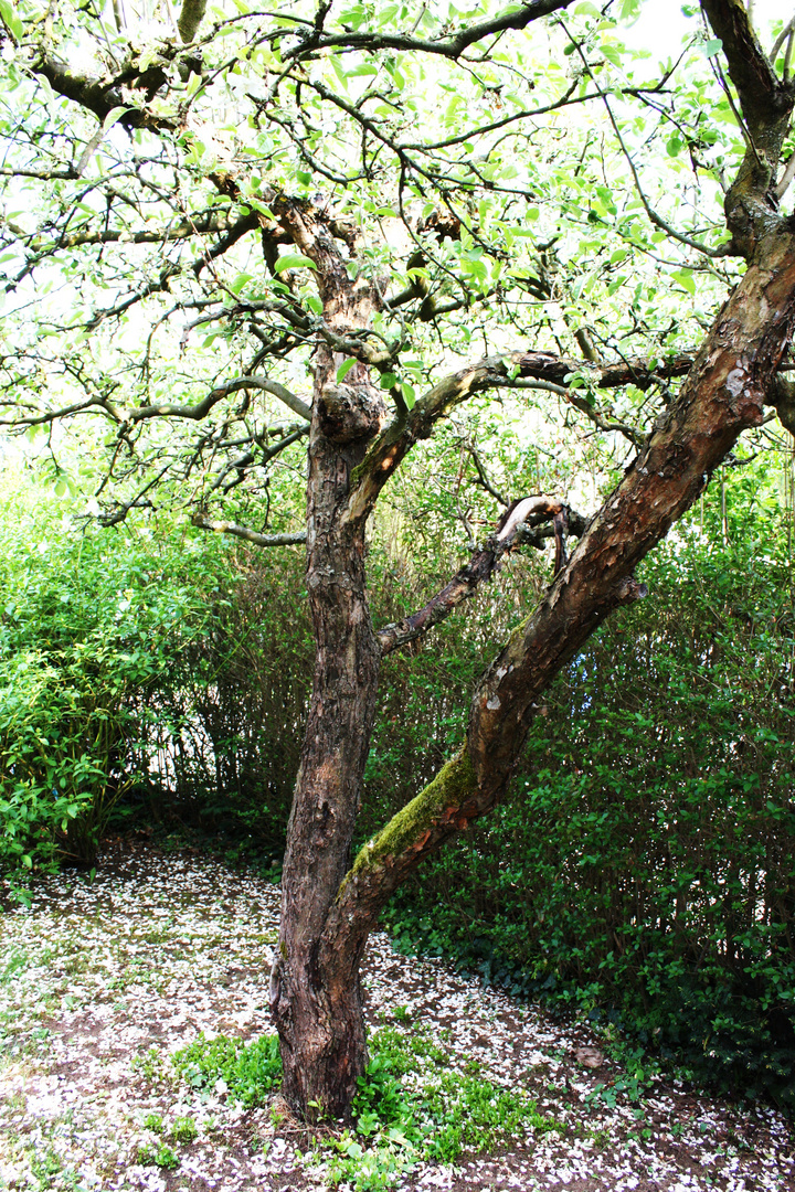 dieser eine Baum