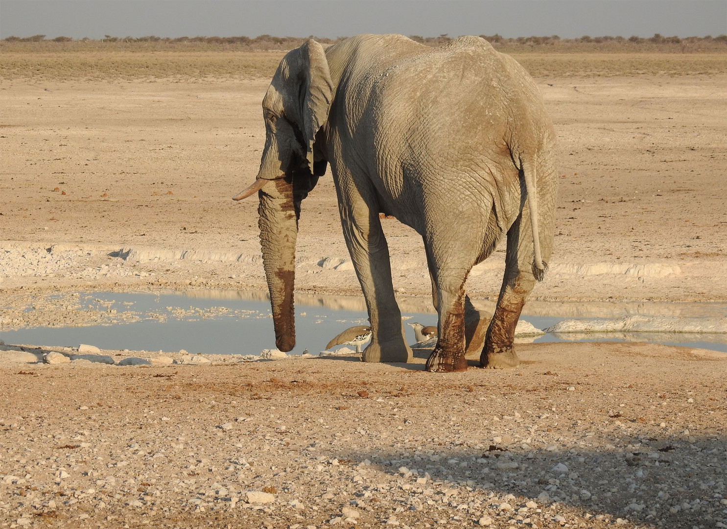 Dieser einsame Elefant trinkt aus einem kleinen Wasserloch in der Etoshaa