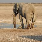 Dieser einsame Elefant trinkt aus einem kleinen Wasserloch in der Etoshaa
