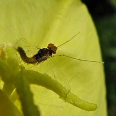 Dieser Eintagsfliege ist wohl nicht mehr zu helfen - . . .