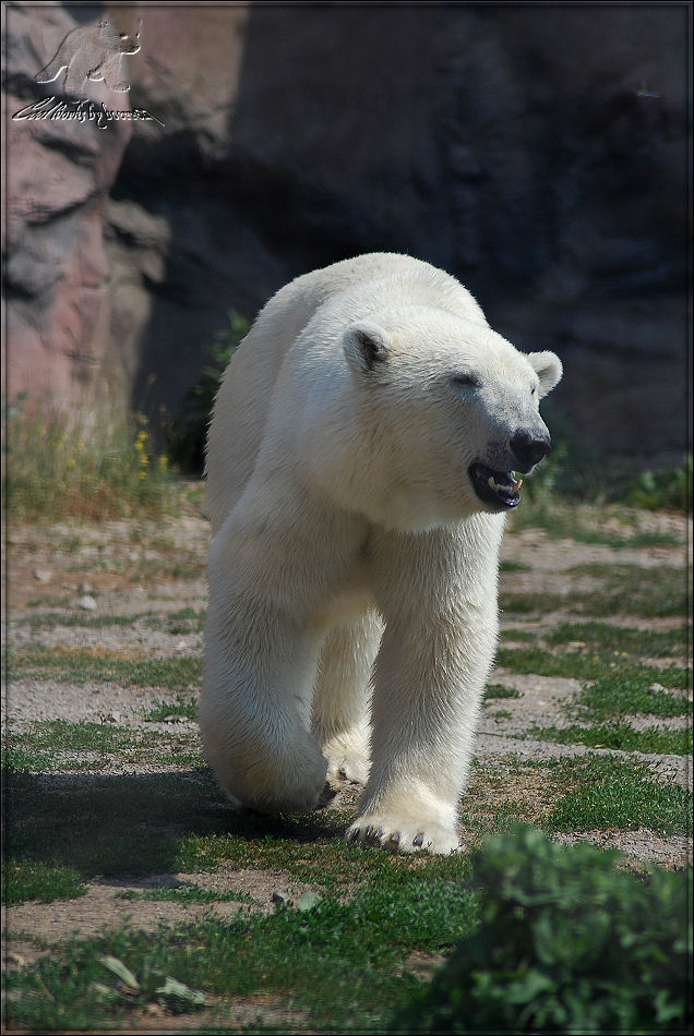 Dieser Eisbär oder diese Eisbärin...........