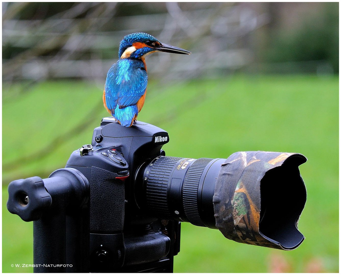 ---Dieser Eisvogel soll auf mein Equipment aufpassen !!!!! -----