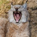 Dieser Eurasische Luchs scheint etwas müde zu sein.