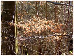 Dieser farbenfrohe Wald 