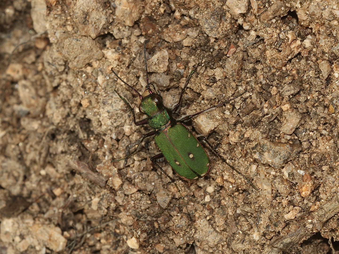 Dieser Feld-Sandlaufkäfer (Cicindela campestris) ...