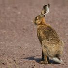 Dieser Feldhase (Lepus europaeus) ....