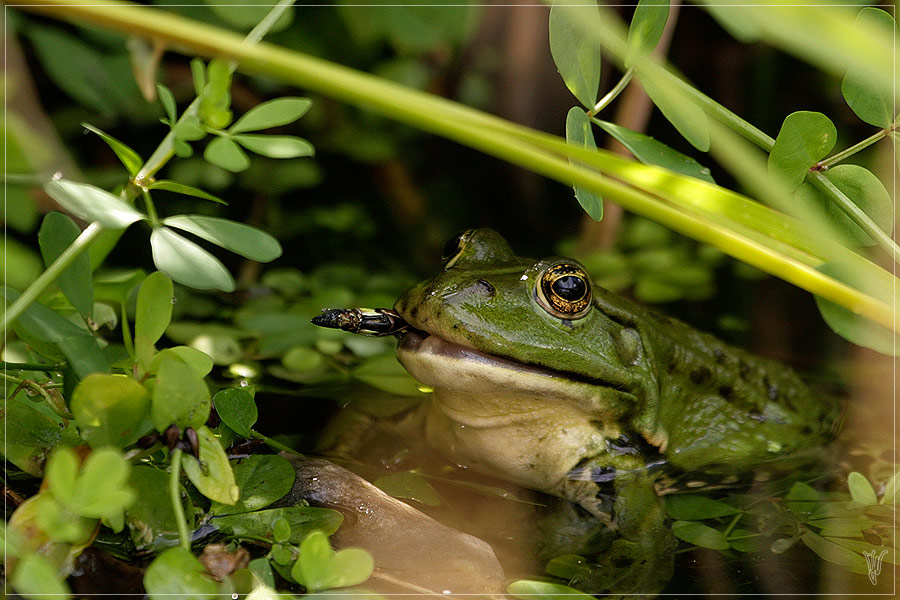 Dieser fette Frosch...