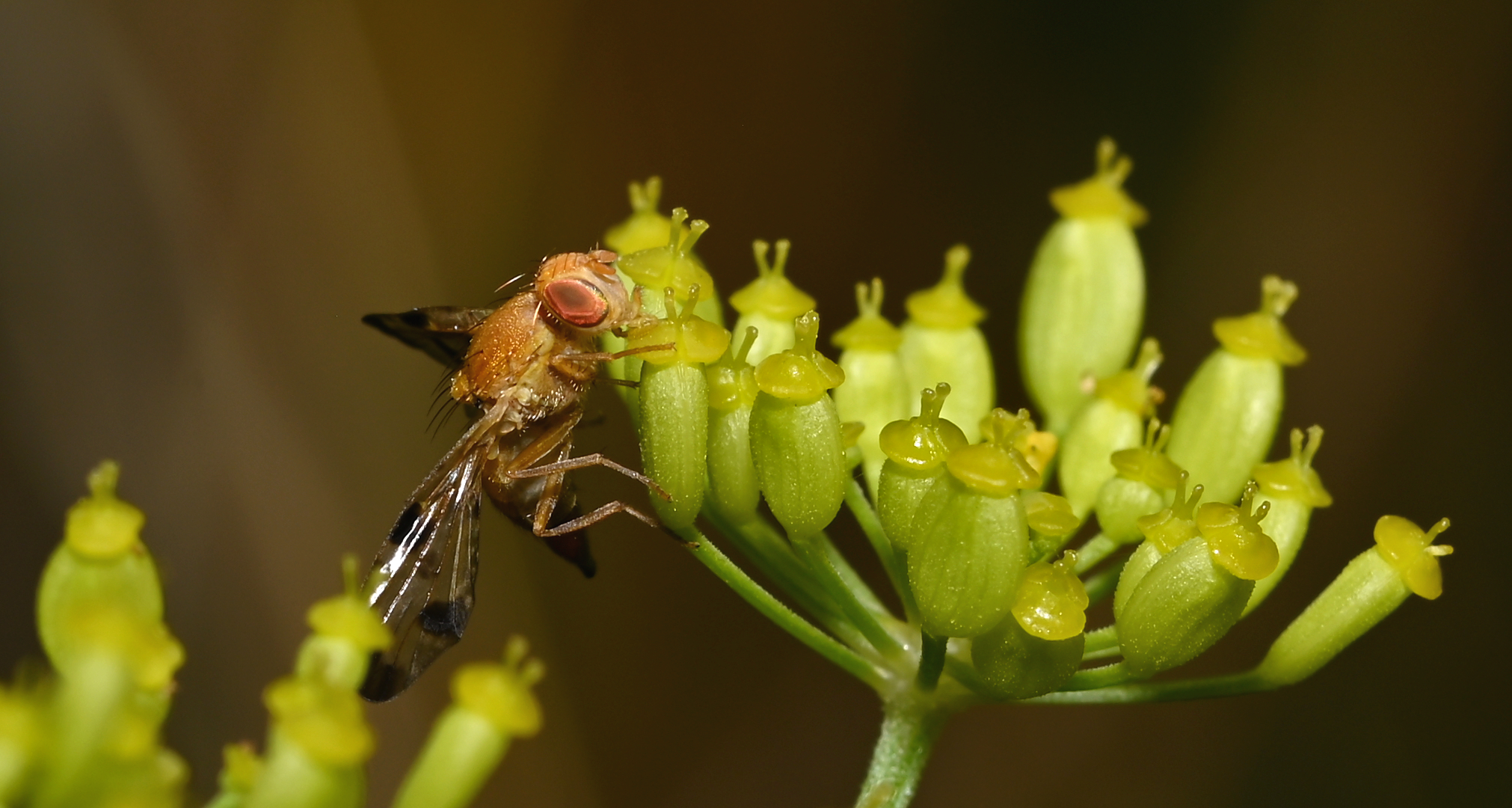 Dieser filigranen Bohrfliege schmeckt es ohne Zweifel,