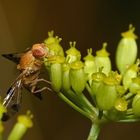 Dieser filigranen Bohrfliege schmeckt es ohne Zweifel,