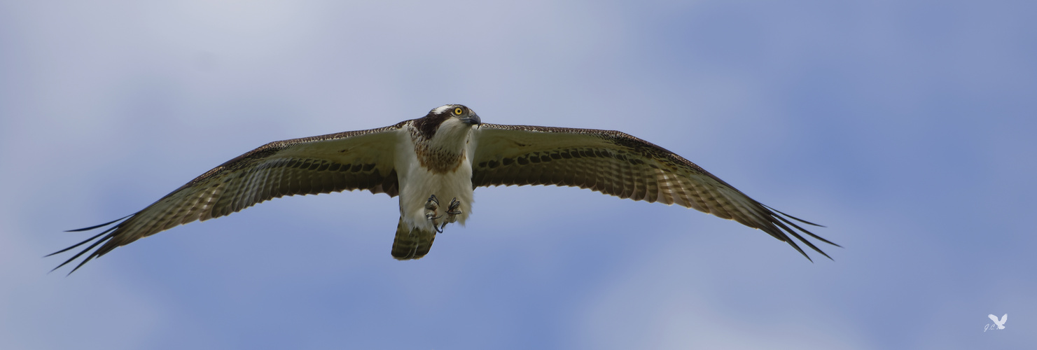 Dieser Fischadler (Pandion haliaetus) ...