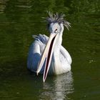 Dieser Friseur hat einen Vogel....