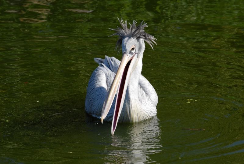 Dieser Friseur hat einen Vogel....