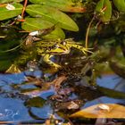 Dieser Frosch genießt das schöne Wetter...