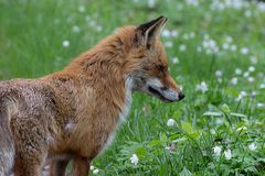 Dieser Fuchs