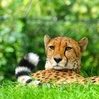 Dieser Gepard . . .