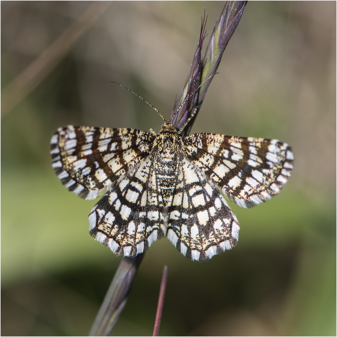 Dieser Gitterspanner (Chiasmia clathrata) präsentierte sich . . .