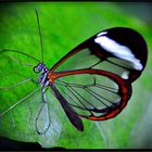 dieser „glasswing butterfly"